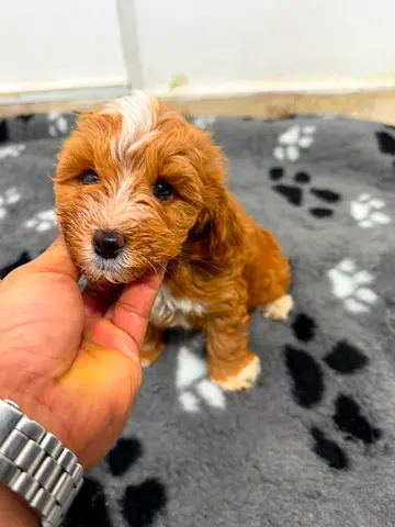 Sweet red & white Cavapoo puppy — 8 weeks, friendly and vaccinated
