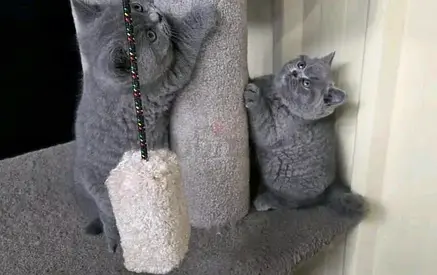 British shorthair kittens