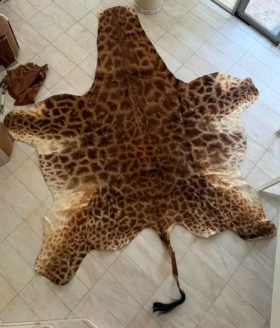 Large Genuine Giraffe Hide Rug with Tail - Excellent Condition length 4.5 meters width 3.9 meters