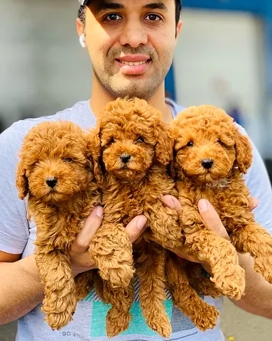 Min sized Teacup puppies