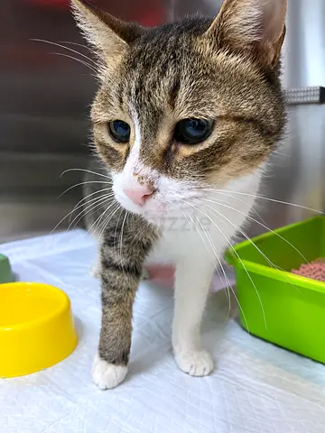 Cat for adoption