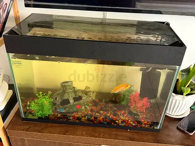 Medium glass aquarium with hood, filter and decorations - ready to use