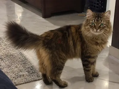 Fluffy female persian cat for adoption
