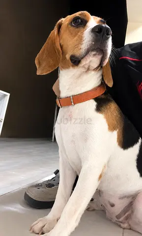 Friendly Beagle looking for a new home - vaccinated
