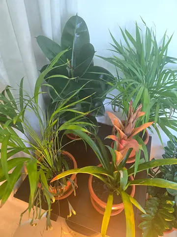 Indoor potted houseplants quartet with pots — rubber plant, bromeliad, and two palms