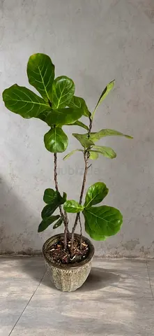 Fiddle