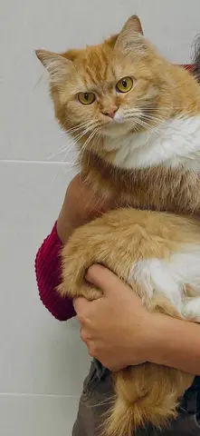 Pet