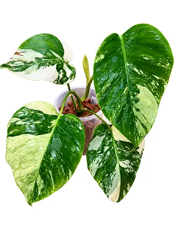 Mint Monstera plant AED350. Pickup in Sharjah. Delivery can be arranged
