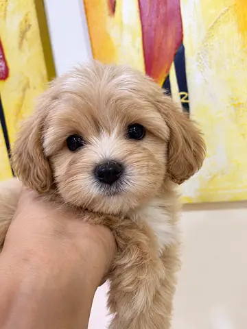 Adorable Maltipoo Puppies Looking for Loving Homes 🐾