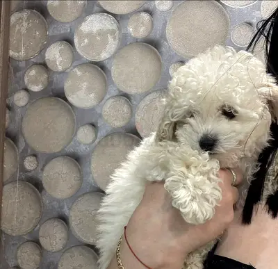 Cute small white puppy available for adoption - friendly and playful