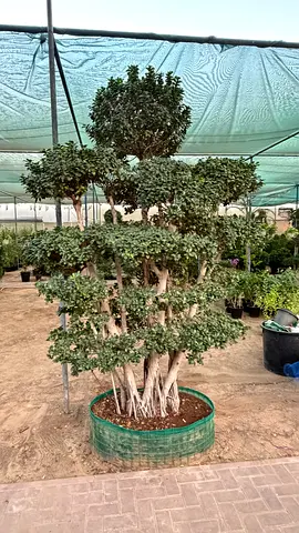 Multi-head Ficus microcarpa (Ginseng/Macro Ficus Bonsai)