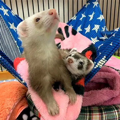 loving ferrets for Adoption
