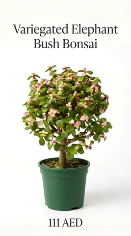 Variegated Elephant Bush Bonsai (Pink Jade / Rainbow Succulent) - 20/30 cm)