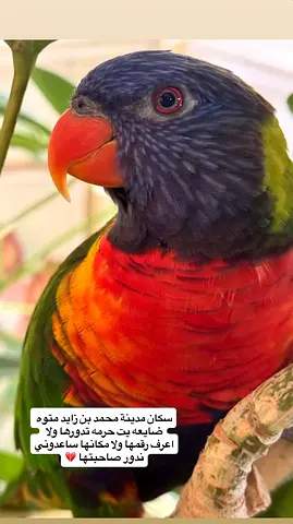 Found parrot in Mohamed Bin Zayed City Abu Dhabi