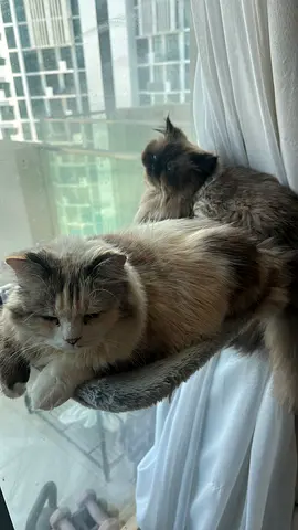 Two long-haired cats looking for a new home (bonded pair)
