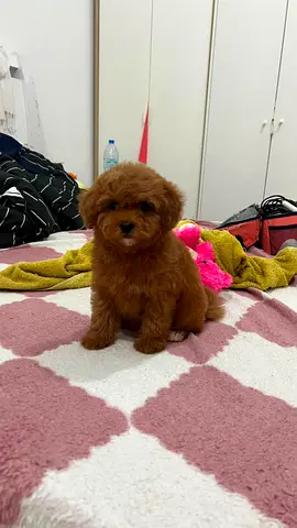red brown toy Poodle Puppy, playful and helthy is looking for new home.