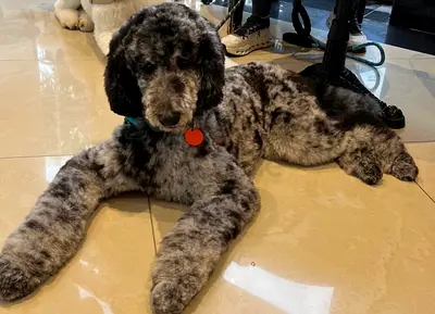 Young Parti-Color Poodle Dog — Friendly, House-Trained for adoption