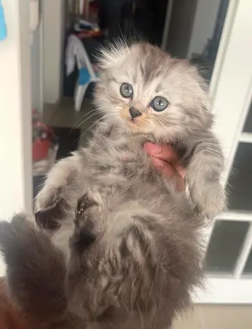 Scottish Fold Female Kitten