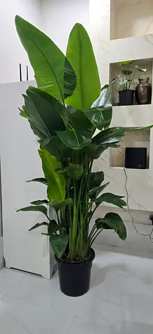Large birds of paradise 180cm