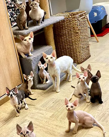 Devon Rex Kittens