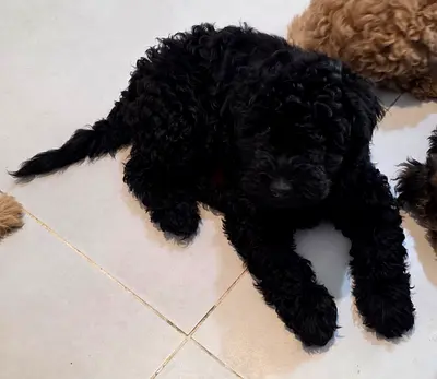 Adorable & Playful 2.5-Month-Old Poodle Puppy Looking for a Loving Home