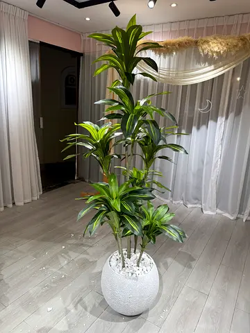Large Dracaena Plant 180cm height with pot
