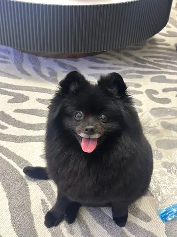 Female Pomeranian looking for family only