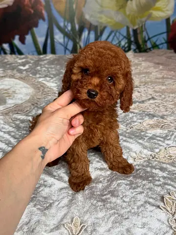 Mini Poodle Puppies in Dubai