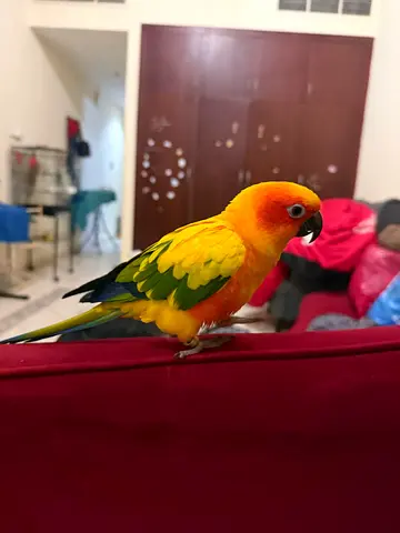 Missing Sun conure