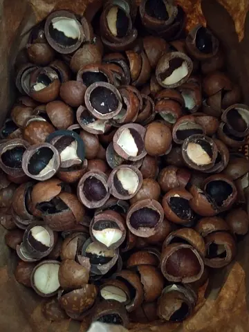 natural macadamia shells for sale organic garden  mulch & BBQ SMOKING