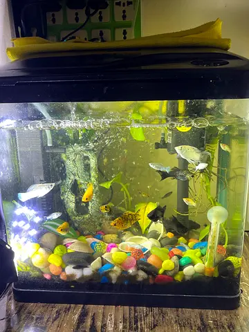 Aquarium with fishes and all accessories