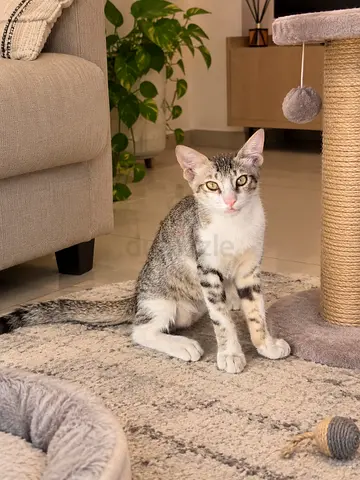 Young male tabby kitten - healthy, playful, ready for adoption