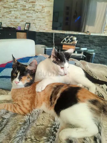 Free Adoption - 2 Adorable, 6 Month Old, Partially Blind Rescue Kittens Need a Loving Home