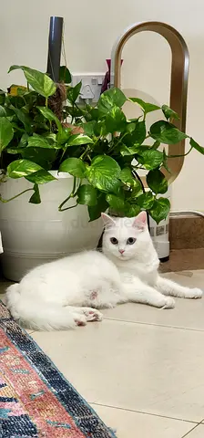 Beautiful turkish angora for free adoption