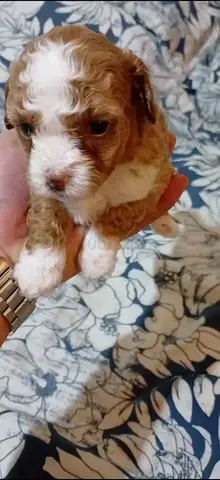 3-week-old red & white Cavapoo puppy — looking for a loving home