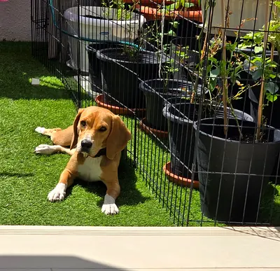 Friendly Beagle Looking for a New Home - 2 years old