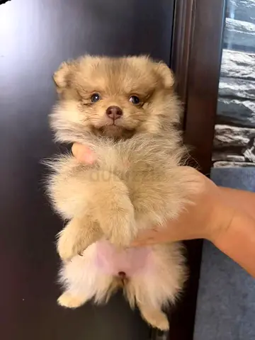 Pomeranian male puppies The family’s little teddy bear. Just one look, and your heart instantly me