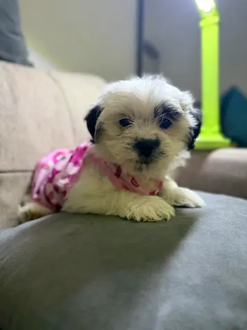 Small fluffy puppy - friendly and vaccinated