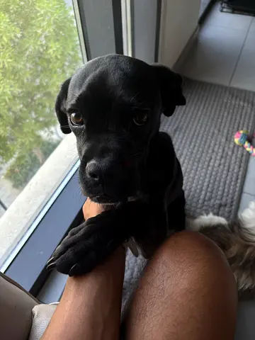Cane Corso puppy