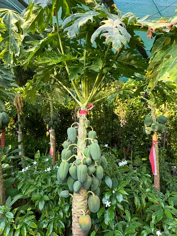 papaya tree (Carica papaya)