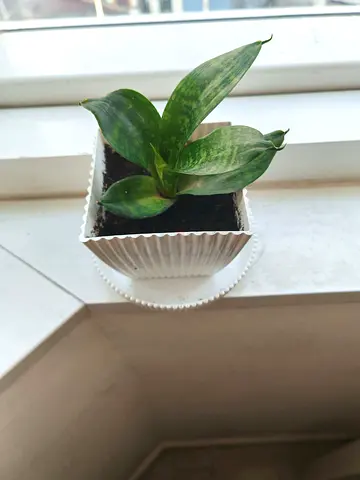 Indoor plants