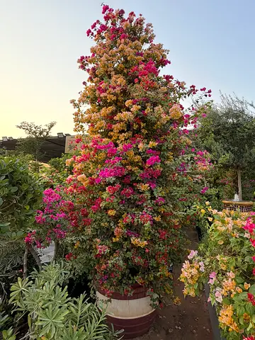 Multiple Color Bougainvillea Tree ~ Rare Tree