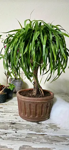 Ponytail palm with stone pot