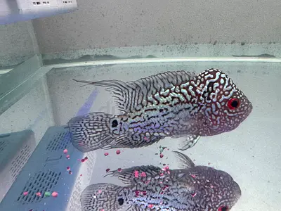 Aquarium