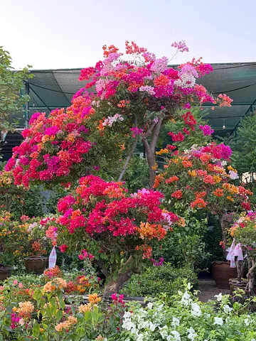 Multi Head Multi Color Bougainvillea