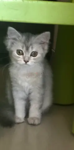 chinchilla and British shorthair three months, old female kitten, fully vaccinated