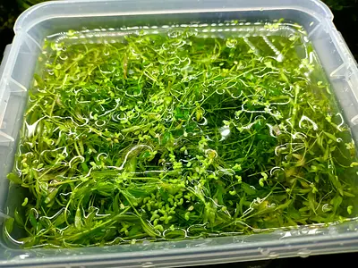 Pearlweed trimmings