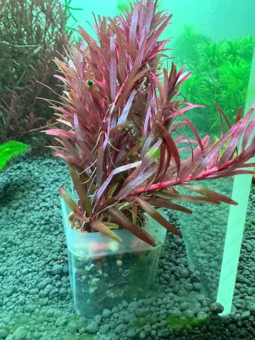 Aquarium plant Rotala Blood Red SG