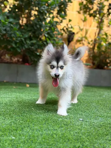 Pomsky puppy