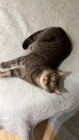 Friendly gray tabby looking for a new home